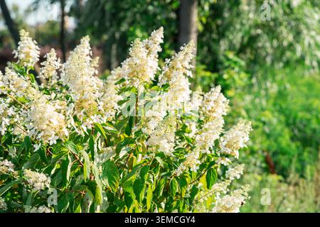 Blühende weiße Panicle Hortensie Hydrangea paniculata Limelight im sonnigen Garten oder im öffentlichen Park. Zierblühender Sträucher mit großer cremiger Blüte cl Stockfoto