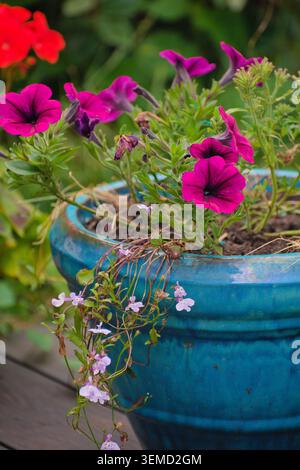 Pinkfarbene Petunien in blauer Keramik-Pflanzgefäß mit nachlaufenden Blumen im Sommergarten Stockfoto