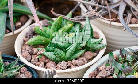 Verschiedene grüne saftige Pflanzen in dekorativen Töpfen mit Kieselsteinen, einschließlich Sansevieria und Aloe, die in einem lebendigen Innenbereich angeordnet sind Stockfoto
