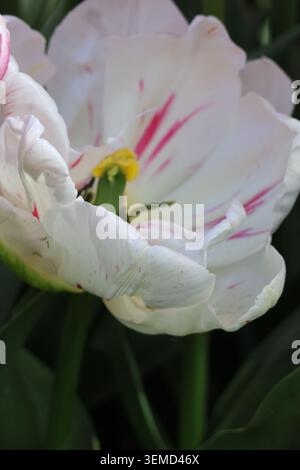 Weiße Tulpe mit rosa Streifen, fotografiert in einem Frühlingsgarten Stockfoto