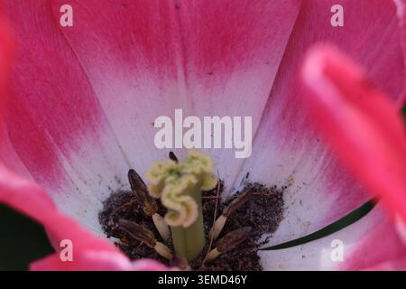 Äußerste Nahaufnahme der Innenseite einer rosa Tulpe mit Staubblättern und Pistil Stockfoto