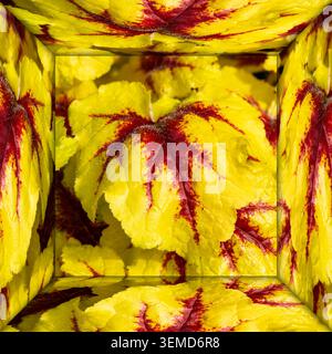 Surreale Kunstkomposition aus gelben und roten bunten heuchera-Korallenglocken, die in einem reflektierenden, dreidimensionalen geometrischen Würfel angeordnet sind, Phot Stockfoto