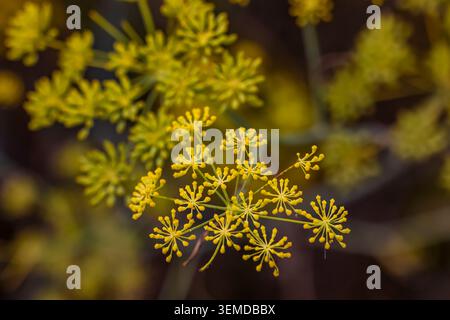 Fenchel, Foeniculum vulgare, Blumen- und Samenköpfe im Elkhorn Slough National Estuarine Research Reserve, California Coast, USA Stockfoto