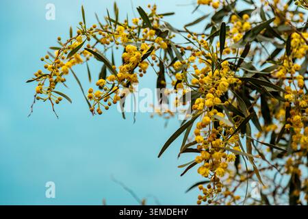 Nahaufnahme goldener Mimosa-Blüten auf einem grünen Zweig vor einem klaren blauen Himmel, das frisches Frühlingslicht, natürliche Textur und ein ruhiges florales Hintergras einfängt Stockfoto