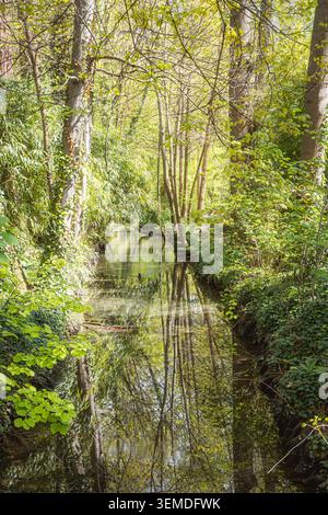 Ein ruhiger Bach fließt durch einen üppigen Wald, dessen ruhige Oberfläche das lebhafte grüne Laub und die hohen Bäume reflektiert. Sonnenlicht filtert durch, Creatin Stockfoto