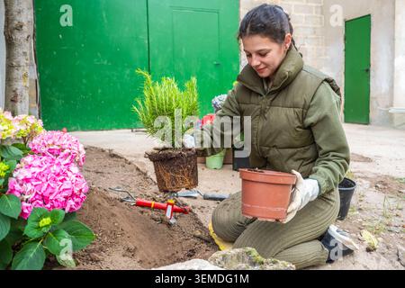 Eine Frau kniet in einem Frühlingsgarten, hält einen Topfstrauch und bereitet Boden mit Handwerkzeugen vor, umgeben von blühenden Blumen und frischen Pflanzen in einem bac Stockfoto