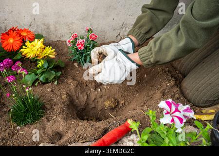 Nahaufnahme einer Frau, die in einem Garten kniet, Handschuhe trägt und farbenfrohe Frühlingsblumen in frischem Boden pflanzt, mit Setzlingen und Blüten umringt Stockfoto