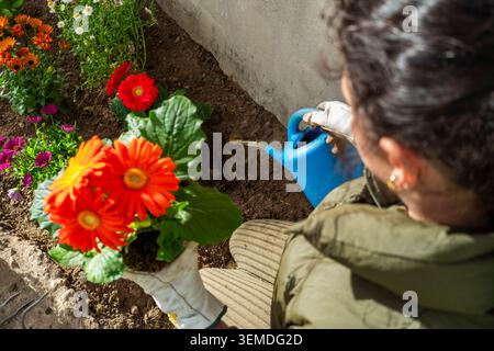Rückansicht einer Frau, die bunte Frühlingsblumen mit einer blauen Gießkanne in einem Gartenbeet bewässert, die frische Blüten, Erde und ruhigen garten im Freien zeigt Stockfoto