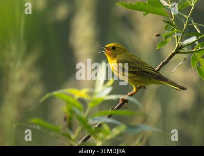 Gelbe Warbler (Setophaga petechia) singt im Frühling Stockfoto