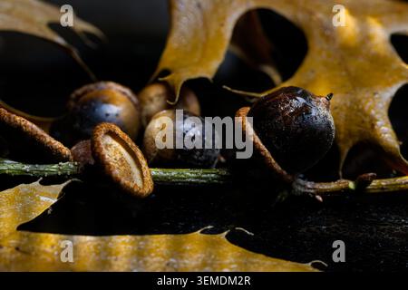 Frische, feuchte Eicheln und Eichenblätter auf dunklem Hintergrund und erkunden die natürliche Ernte Stockfoto