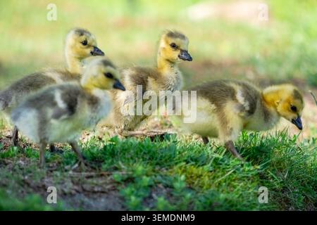 Lake Sammamish State Park, Issaquah, Washington, USA. Baby-Kanadier gehen rein und suchen im Gras von jemandem nach Nahrung. Stockfoto