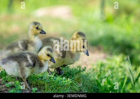 Lake Sammamish State Park, Issaquah, Washington, USA. Baby-Canada-Gänse zögern und sind unsicher, ob sie von einem Steilhang springen oder fliegen können Stockfoto