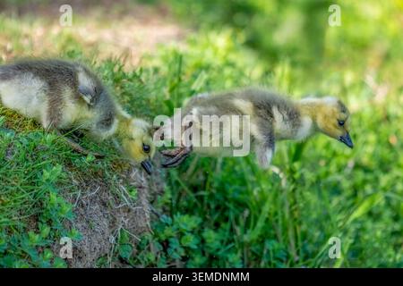 Lake Sammamish State Park, Issaquah, Washington, USA. Baby-Canada-Gänse sind mutig und entscheiden sich, vom Rand eines steilen Abhangs zum Wasser zu springen Stockfoto
