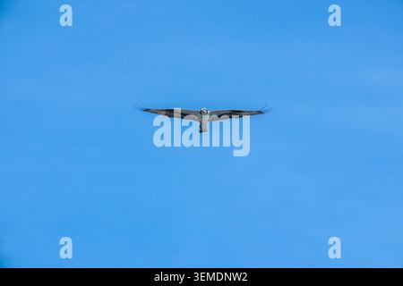 Lake Sammamish State Park, Issaquah, Washington, USA. Osprrey im Flug gegen einen blauen Himmel Stockfoto