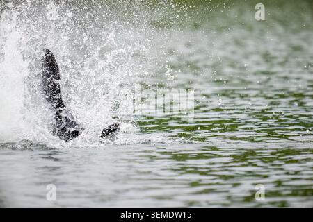 Lake Sammamish State Park, Issaquah, Washington, USA. Der Biber taucht in den See, während sein Schwanz das Wasser spritzt. Stockfoto