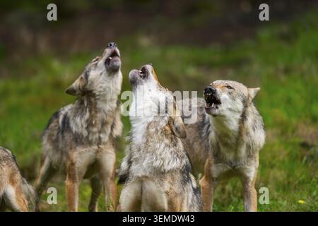Rudel eurasischer Wölfe (Canis Lupus Lupus), die in einem Wald heulen, Bayern, Deutschland Stockfoto