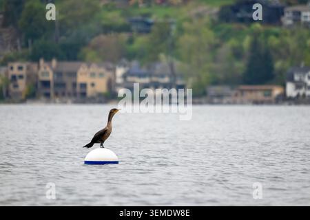 Lake Sammamish State Park, Issaquah, Washington, USA. Doppelwandiger Kormoran auf einer Boje in einem städtischen See. Stockfoto