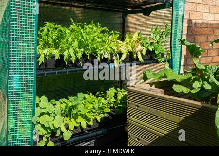 Gemischte Salatblätter und junge Gemüsepflanzen, die in Tabletts in Regalen in einem kompakten Gartengewächshaus wachsen Stockfoto