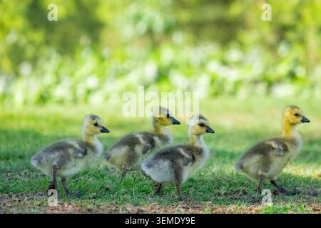 Lake Sammamish State Park, Issaquah, Washington, USA. Baby-Kanadier gehen rein und suchen im Gras von jemandem nach Nahrung. Stockfoto