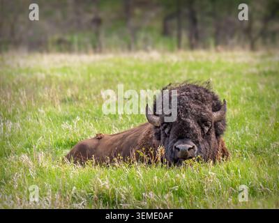Ein Büffel liegt an einem sonnigen Sommernachmittag im hohen üppigen Präriegras. Stockfoto