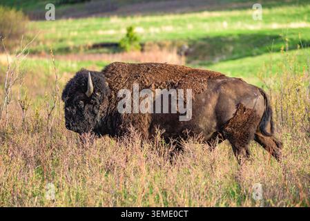 Eine Nahaufnahme eines amerikanischen Bison, der über eine Weide schlenderte. Stockfoto