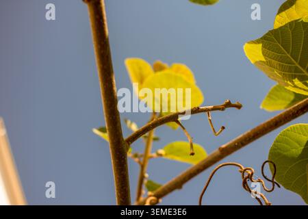 Eine knusprige Nahaufnahme von zarten Zweigen und durchscheinenden grünen Blättern einer Kiwipflanze, die in Richtung Sonne wächst und die Essenz des Frühlingswachstums und einfängt Stockfoto