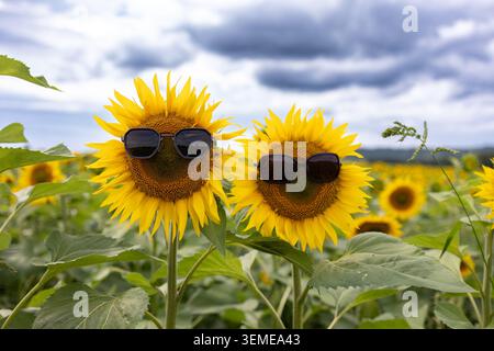 Nahaufnahme von zwei hellgelben Sonnenblumen mit dunkler Mitte mit Sonnenbrille, die nebeneinander in einem großen Sonnenblumenfeld stehen. Grüne Blätter und Stiele Stockfoto