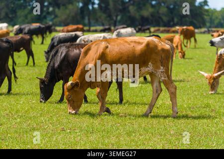 Hellbrauner Hausvogel mit weißen Flecken, der grünes Gras auf einem ländlichen Weidefeld isst, das im Sommer von einer weidenden Viehherde umgeben ist. Stockfoto