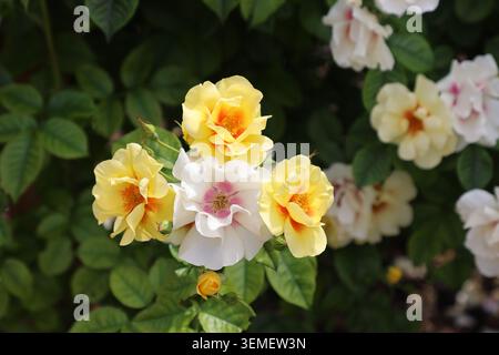 Weiße und gelbe Blüten der persica-Hybridrose Kordes KO 16 3327, unscharfer Hintergrund der Blätter. Authentischer Frontalblick für Gartenarbeit und Schönheit. Stockfoto