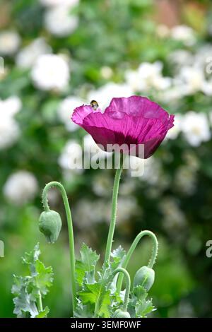 Rosa / lila Sommerblumen von Opium Mohn, Papaver somniferum, im britischen Garten Stockfoto