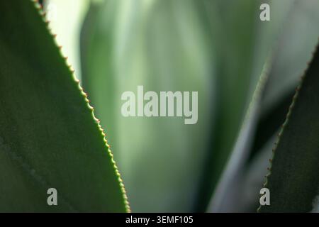 Abstrakter botanischer Hintergrund eines Sukkulenten oder Kaktus mit anmutig gekrümmten Stachelblättern. Sanftes Sonnenlicht und Schatten sorgen für glattes Grün, Blau und Te Stockfoto