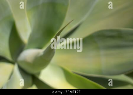 Abstrakte Nahaufnahme des Zentrums einer Agave attenuata-Rosette. Auch bekannt als Fuchsschwanz-Agve, Löwenschwanz-Agve, Schwanenhals-Agve oder Weichblättrige Agve. Stockfoto