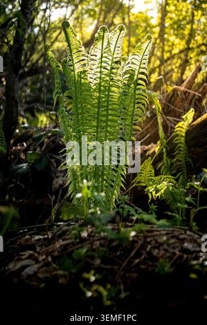 Frische grüne Farnwedel entfalten sich im Wald - Frühling Natur Hintergrund. Hochwertige Fotos Stockfoto