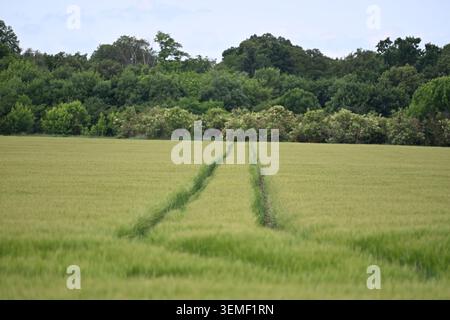 Traktor führt durch ein Weizenfeld und erzeugt landwirtschaftliche Erntegutlinien Stockfoto