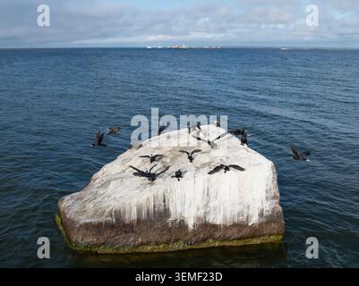 Aus der Vogelperspektive einer Schar großer Kormorane, die auf einem großen Felsen in der Ostsee in der Nähe von Paldiski, Estland, ruht und trocknet. Stockfoto