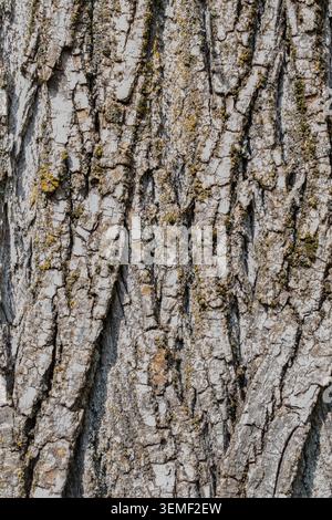 Makrofoto von alter Baumrinde mit kompliziertem Netz aus tiefen Rissen und hellgrauer Abblätterung Stockfoto