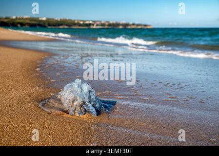 Tote Quallen strandeten an einem Sandstrand entlang der Schwarzmeerküste in Bulgarien mit sanften Wellen und Küstenlinie im Hintergrund. Stockfoto