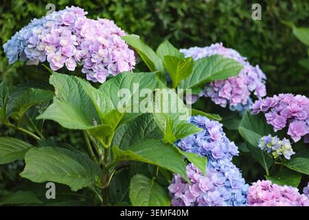 Üppige blaue und rosafarbene Hortensie Sträucher, die während der Sommersaison in einem Garten wachsen, großer Blick auf mehrere Makrophylla-Blütenstände mit großem Vibr Stockfoto