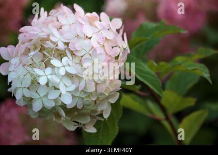 Zart weiß und hellrosa Hortensie Blumenkopf blüht in einem Garten Nahansicht elegante paniculata Blütenstände auf einem Stamm mit grünem L Stockfoto