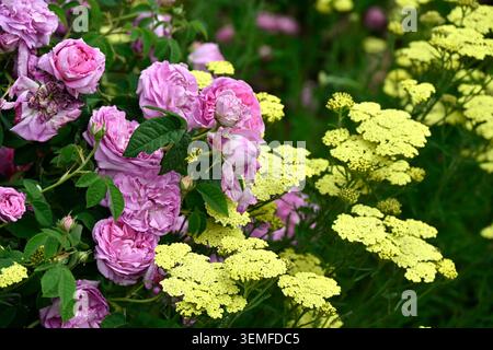 Sommerblumengartenszene aus rosafarbener Rose, comtesse de Lacepede und gelber Schafgarbe / achillea UK May Stockfoto