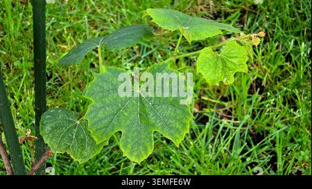 Eine kleine Weinrebe Vitis vinifera Pflanze zeigt breit gelappte Blätter und zarte Wachstumsspitzen, während sie im Freien über lebendigem grünem Gras wächst Stockfoto