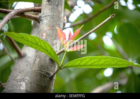 Die haben neue Triebe von malaiischem Rosenapfel hervorgebracht Stockfoto
