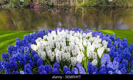 Blaue und weiße Hyazinthen blühen in einem Park in Europa Stockfoto