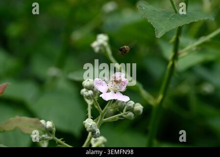 Schwarze Biene auf brombeerblatt. Detail eines schwarzen Insekts, der auf weißer brombeerblüte sitzt. Stockfoto
