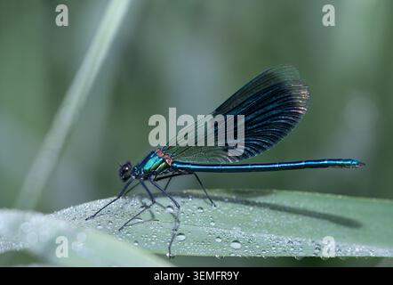 Nahaufnahme einer männlichen Blauflügelfliege (Calopteryx virgo), die auf einem langen Schilfblatt thront. Wassertropfen sind auf dem Blatt zu sehen. Stockfoto