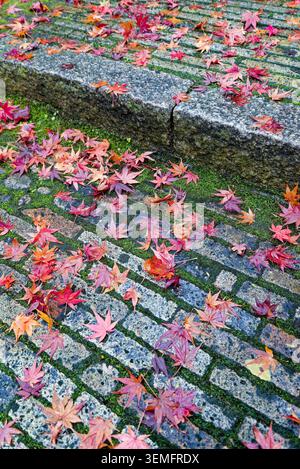 Bunte gefallene Ahornblätter verstreut über nasse Steinpflaster, die eine jahreszeitliche Herbststruktur in Japan schaffen. Stockfoto