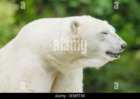 Der große weiße Eisbär ruht sich aus und sitzt auf Stein Stockfoto