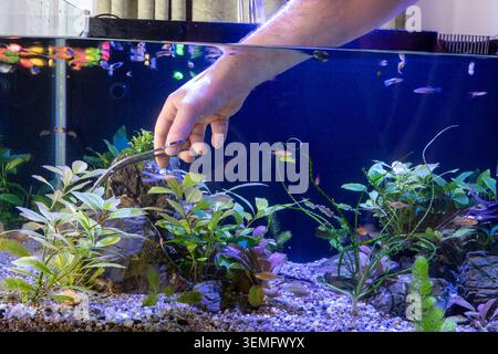 Nahaufnahme einer routinemäßigen Aquarienpflege, die zeigt, wie grüne Wasserpflanzen mit einer langen Schere mit der Hand geschnitten und beschnitten werden, um ein Aquascape-Layout zu erhalten i Stockfoto