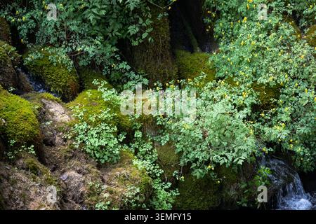 Moosbedeckte Felsen und blühende Vegetation neben einem Bach im Gebiet der Cascata Varone, Trentino, Italien Stockfoto