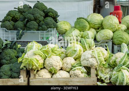 Frischer Blumenkohl, Brokkoli und Kohl in Kisten auf dem Siab Basar in Samarkand. Pulsierende Marktszene, ideal für Lebensmittel, Landwirtschaft und Reisen Stockfoto